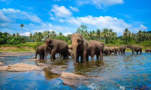التحدي الجديد: كشف طبيعة التنوع اللغوي بين الفيلة